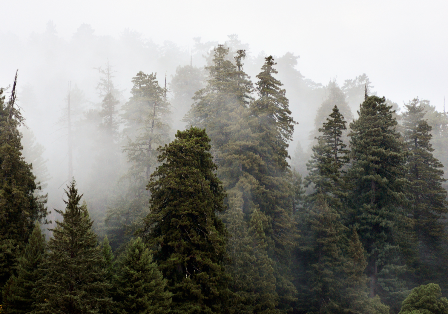 redwoodmist