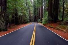 redwoods1