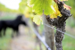 riesling vines