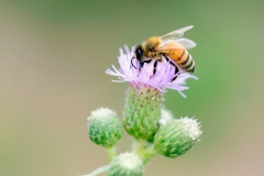 bee