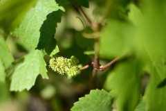 flowering