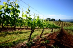 old vine coury clone at hyland vineyard