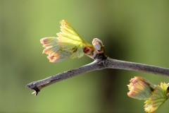 budburst at temperance hill