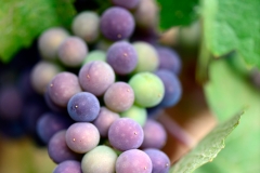 veraison